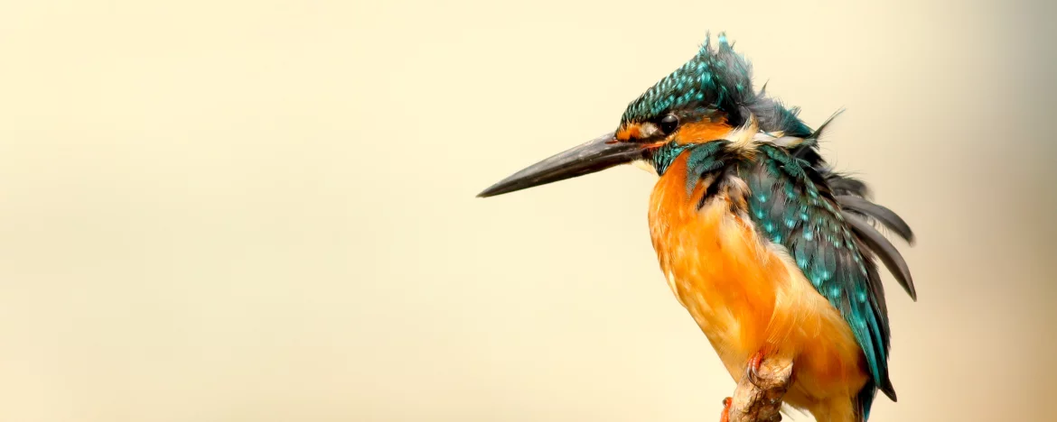 Bird with ruffled feathers