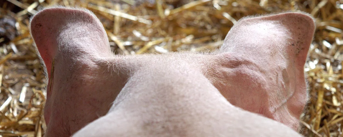 Pig's ears